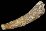 Bargain, Pterosaur (Siroccopteryx) Tooth - Morocco #73290-1